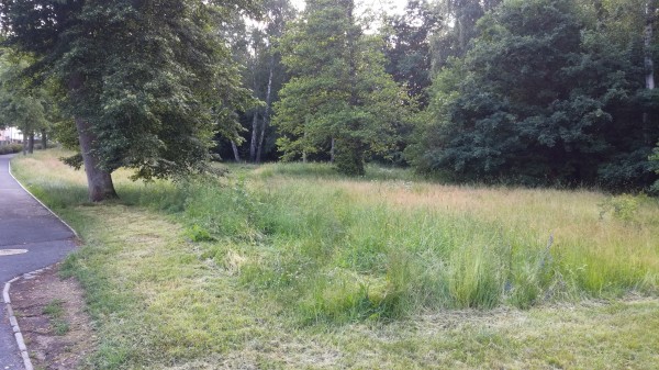 Revitalizace plochy mezi dolní částí ulice Lesní a MŠ v ulici Zahradní. Vybudování areálu víceúčelového a vícegeneračního hřiště.