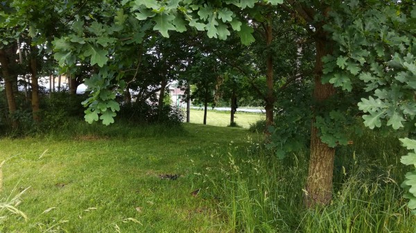 Revitalizace plochy mezi dolní částí ulice Lesní a MŠ v ulici Zahradní. Vybudování areálu víceúčelového a vícegeneračního hřiště.