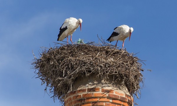 Čapí hnízdo na továrním komíně