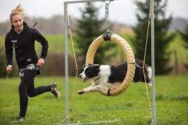 Agility hřiště pro psy